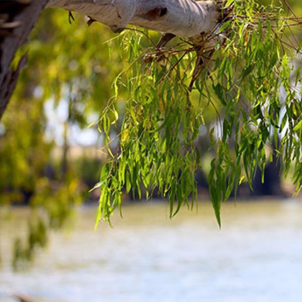  Close-up of a tree branch and leaves in the foreground with water in the background.