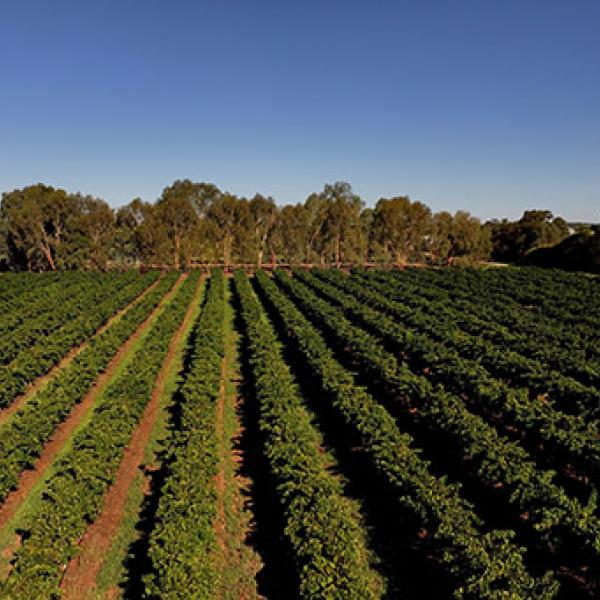 Vineyard at Griffith Winery.