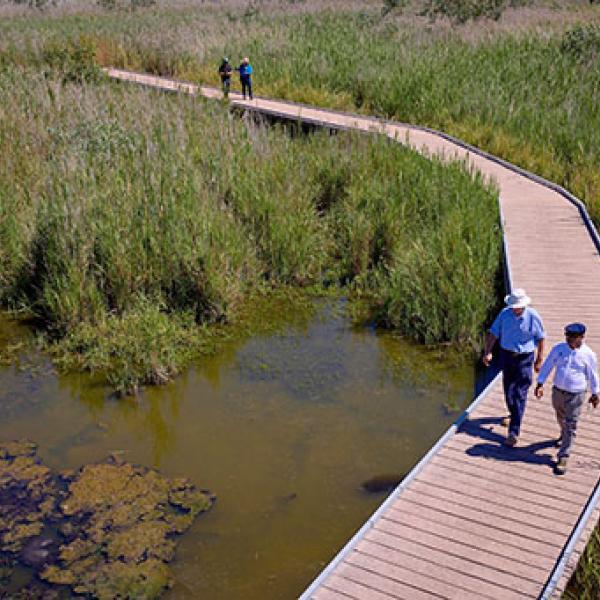 Staff on the boardwalk at Macquarie Marshes.