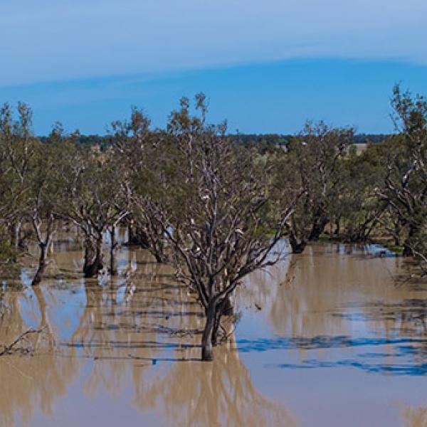 Water inundation at Goan Waterhole.
