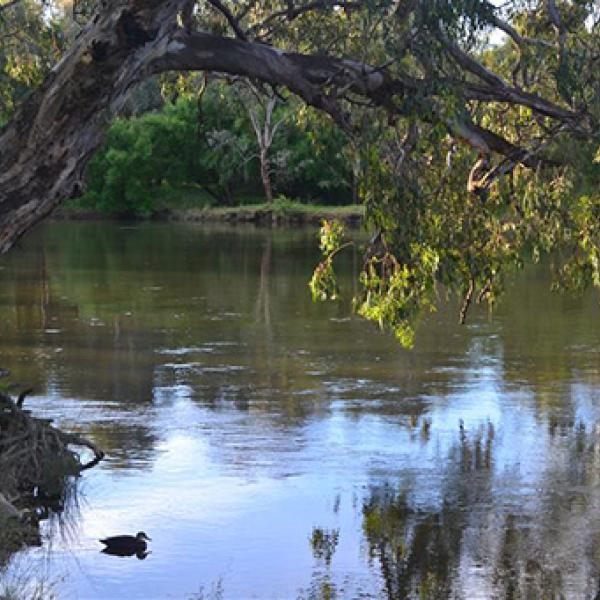 A tree overhangs water with a duck in the foreground.